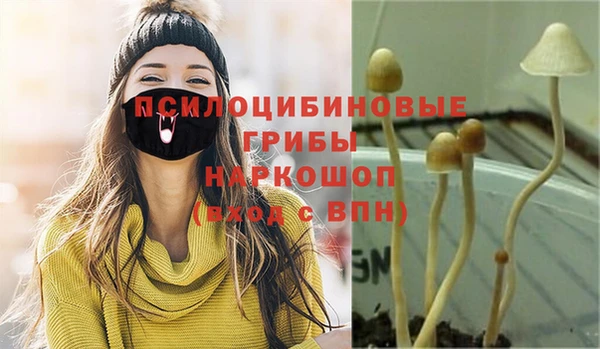 прущие грибы Аркадак