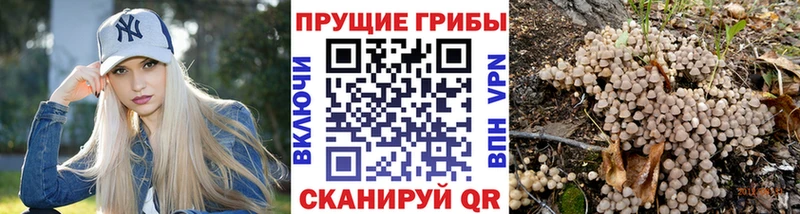 дарнет шоп  Судак  Галлюциногенные грибы GOLDEN TEACHER 